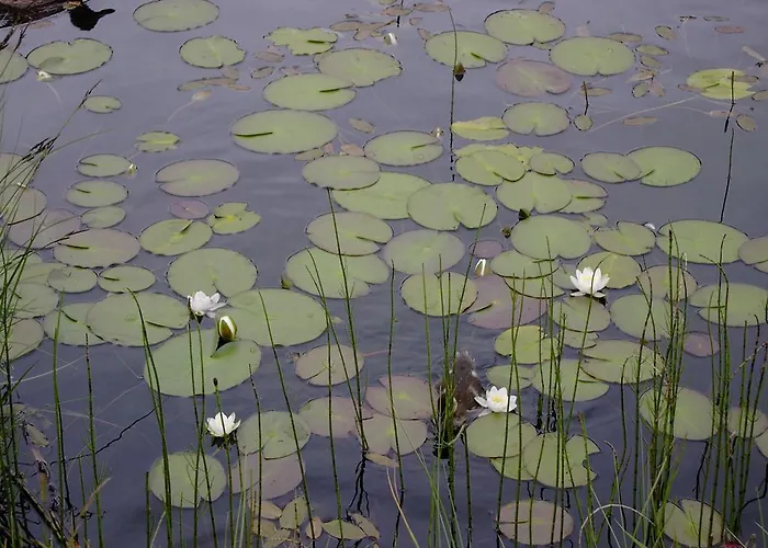 Hotel Schwarzer Adler
